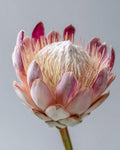 Protea Flower Head - Diamond Painting