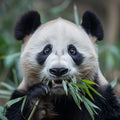 Panda Peace - Diamond Painting