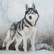 Husky in Snow - Diamond Painting