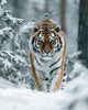 Siberian Tiger in Snow - Diamond Painting