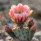 Cactus Bloom - Diamond Painting