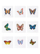 Mini-Colorful Butterfly Blossoms