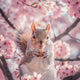 Sakura Squirrel - Diamond Painting