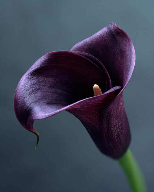Purple Calla Lily - Diamond Painting