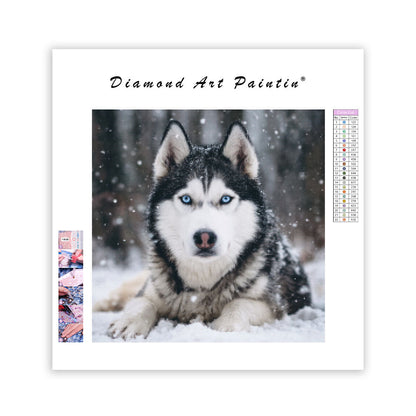 Husky in Snow - Diamond Painting
