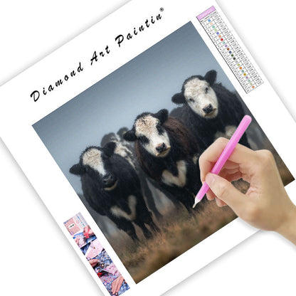 Belted Galloway Cows - Diamond Painting
