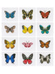 Mini-Vibrant Butterfly Garden