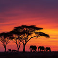 African Sunset Silhouette - Diamond Painting