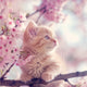 Sakura Kitten - Diamond Painting