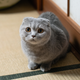 Scottish Fold Loaf - Diamond Painting