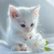 Gardenia White Cat - Diamond Painting