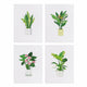 MINI-House Plants