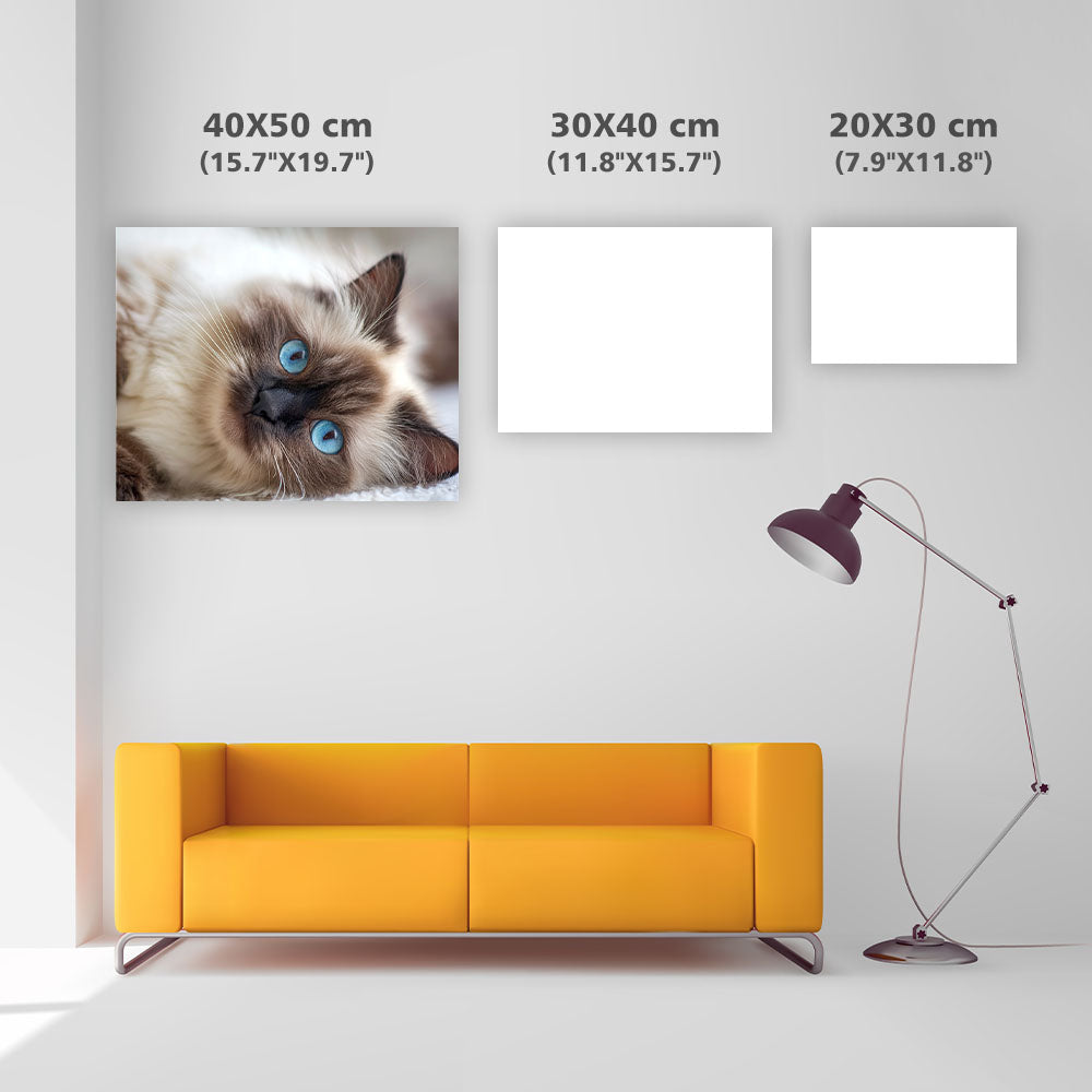 Ragdoll Belly Up - Diamond Painting