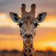 Giraffe Sunset - Diamond Painting