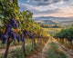 Vineyard at Harvest Time - Diamond Painting