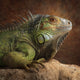 Green Iguana on Rock - Diamond Painting