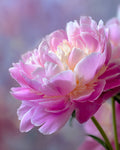 Pink Peony Bloom - Diamond Painting