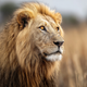 Lion's Majestic Gaze - Diamond Painting