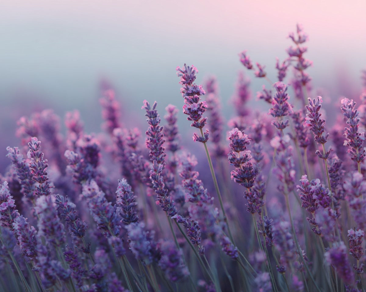 Lavender - Diamond Painting