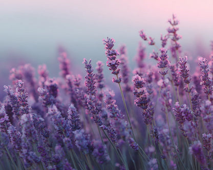 Lavender - Diamond Painting