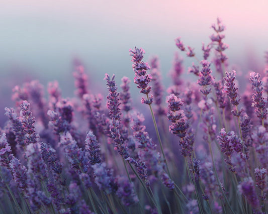 Lavender - Diamond Painting