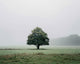 Single Tree in Mist - Diamond Painting